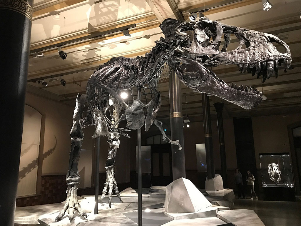 ZOOM sur les dinosaures et les fossiles